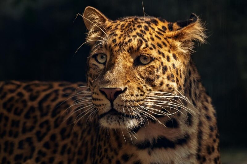 El rugido de la unidad: América teje una red para salvar al jaguar