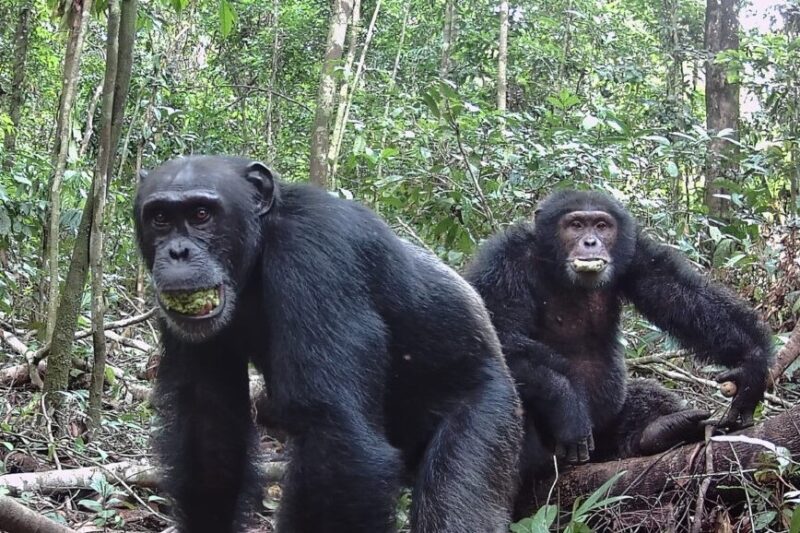 Chimpancés consumen alcohol de manera natural en su dieta, según un estudio de Berkeley