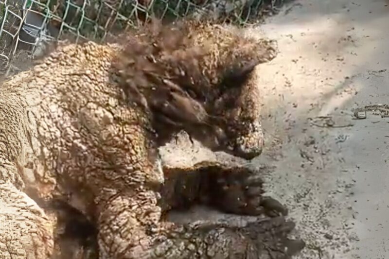 Zoológico La Pastora responde a críticas y prepara nueva evaluación de osa enferma