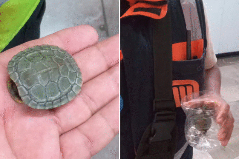 Tortuga es rescatada de las vías en la Línea 2 del Metro de la CDMX