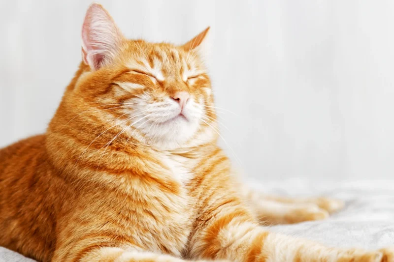 La ciencia revela: la química cerebral explica el vínculo especial entre humanos y gatos