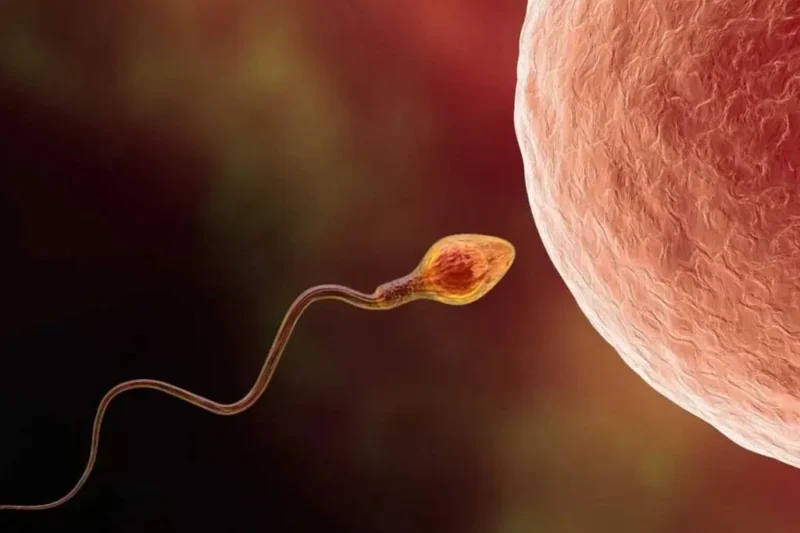Microplásticos en semen y óvulos: un hallazgo que abre nuevas preguntas sobre la fertilidad humana