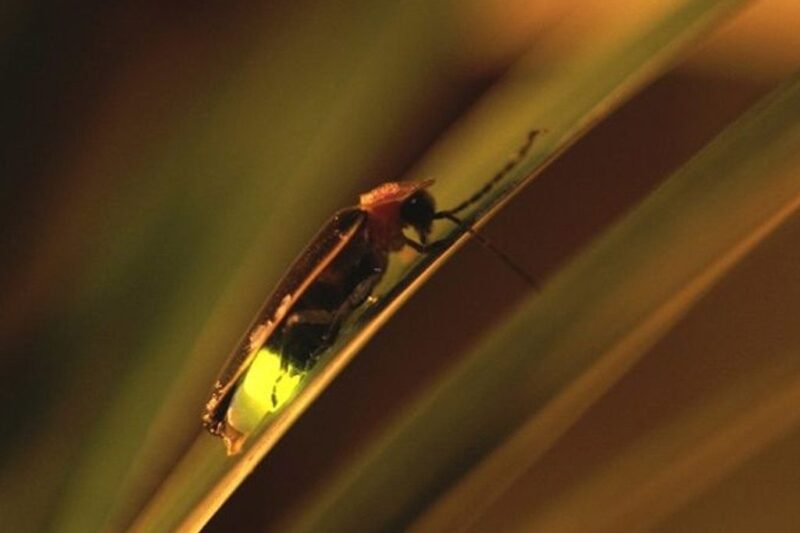 Un destello inesperado en Chapultepec: descubren nueva especie de luciérnaga en la CDMX