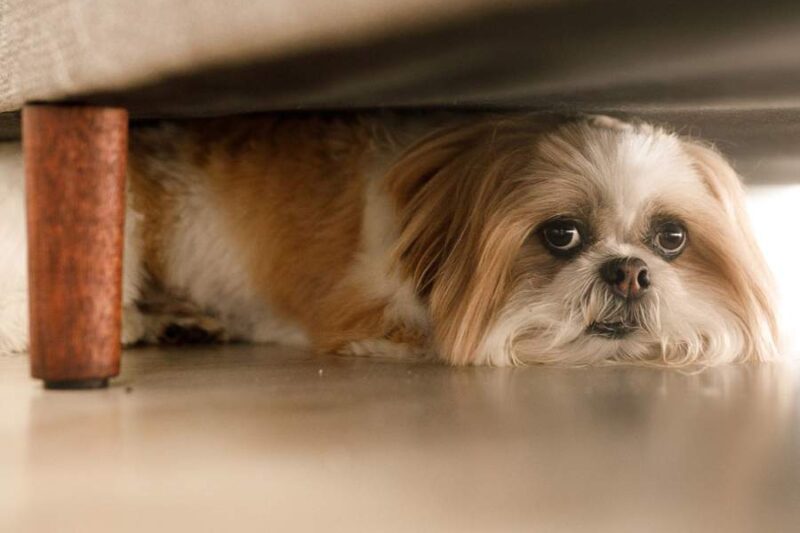 Cómo proteger a tus mascotas del estrés durante la pirotecnia