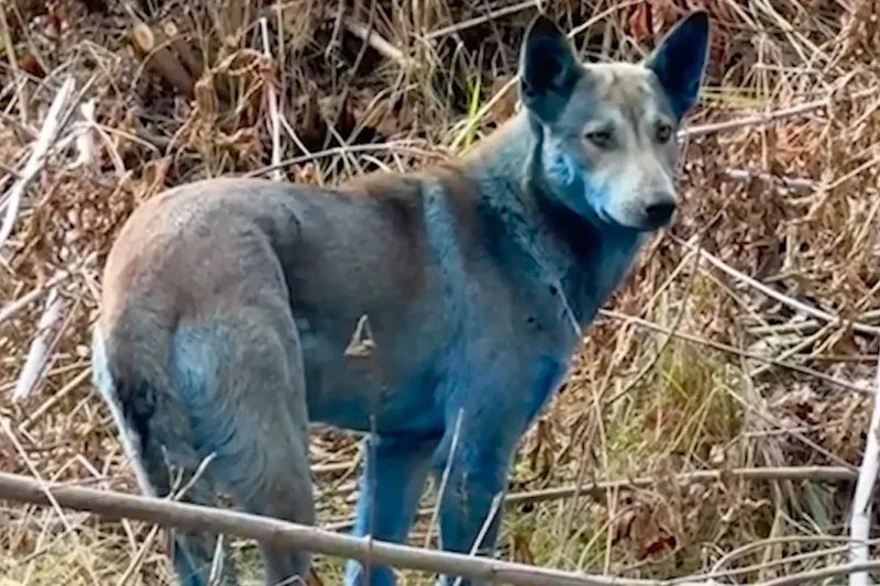 Misterio en Chernóbil: descubren perros con pelaje azul cerca de la zona nuclear
