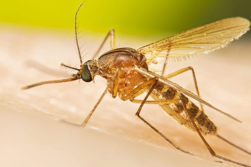 El “mosquito del metro” de Londres no nació en la ciudad: un estudio revela su origen milenario