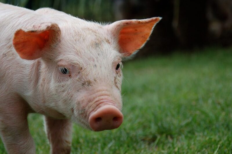 México a un paso de aprobar su primera Ley General de Bienestar Animal
