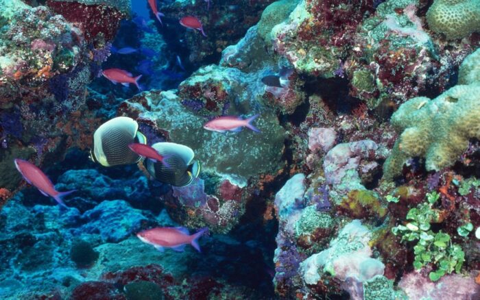 Los arrecifes de coral enfrentan su punto de no retorno por el calentamiento global, advierte informe científico