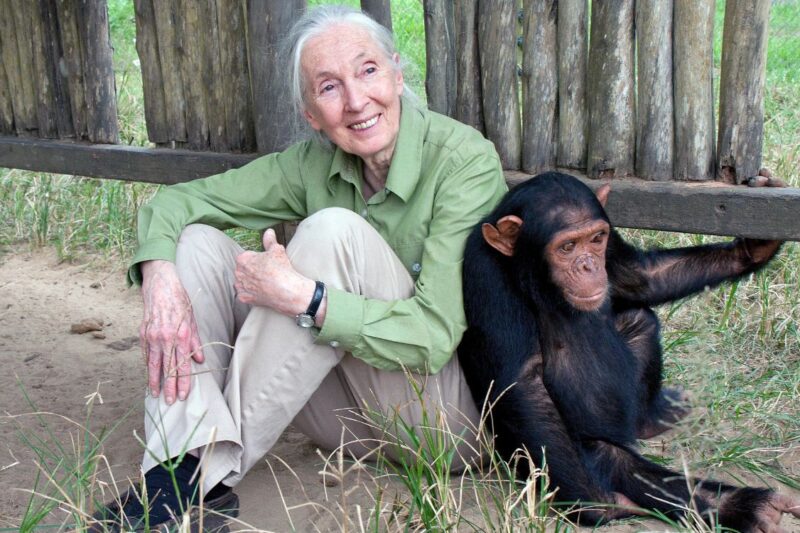 Muere Jane Goodall, la científica que cambió nuestra mirada hacia los chimpancés