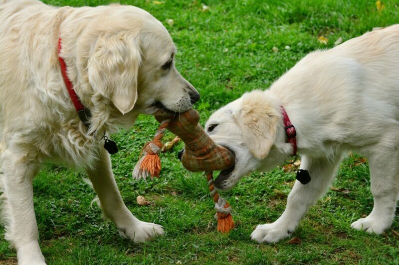 Los perros pueden desarrollar comportamientos adictivos hacia sus juguetes, revela estudio