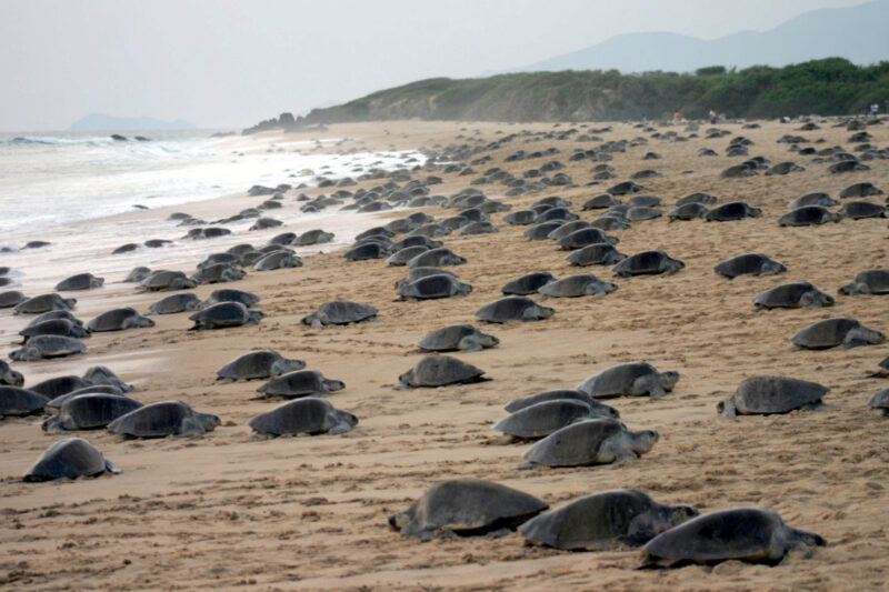 Liberan más de 200 crías de tortuga golfina en Zihuatanejo bajo resguardo de la Marina