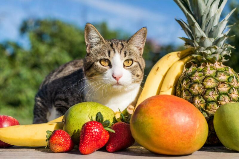 Qué frutas pueden comer los gatos y cómo dárselas de forma segura