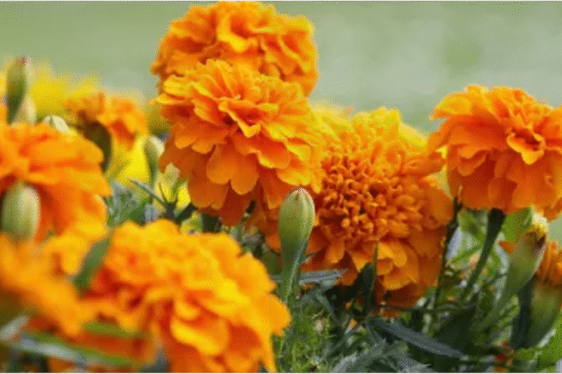 5 formas de reciclar las flores de cempasúchil y darles una segunda vida