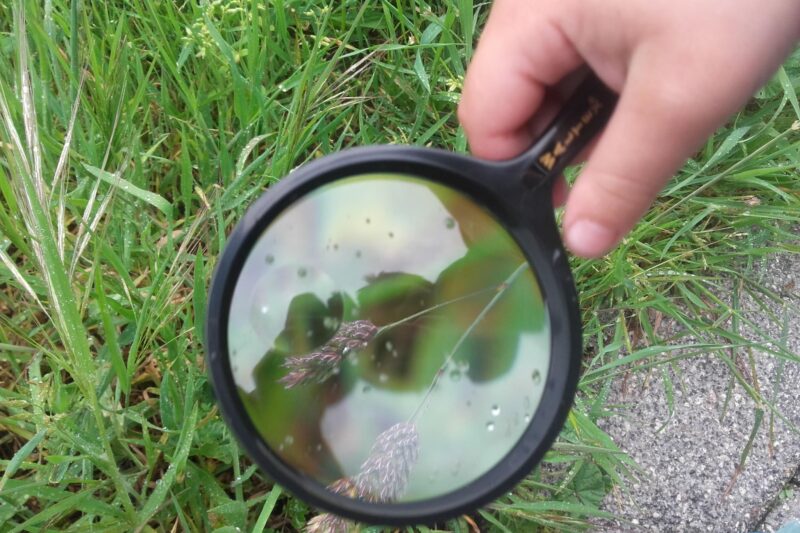 Ven a ver bichos: la nueva fiebre de la ciencia ciudadana en los parques urbanos de la CDMX