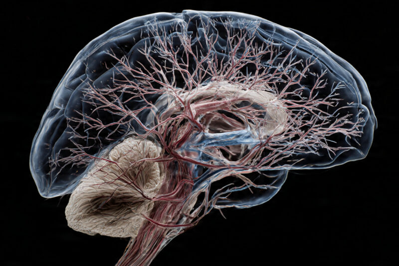 Antropóloga revela cómo la biología, la cultura y la fe moldean el comportamiento humano