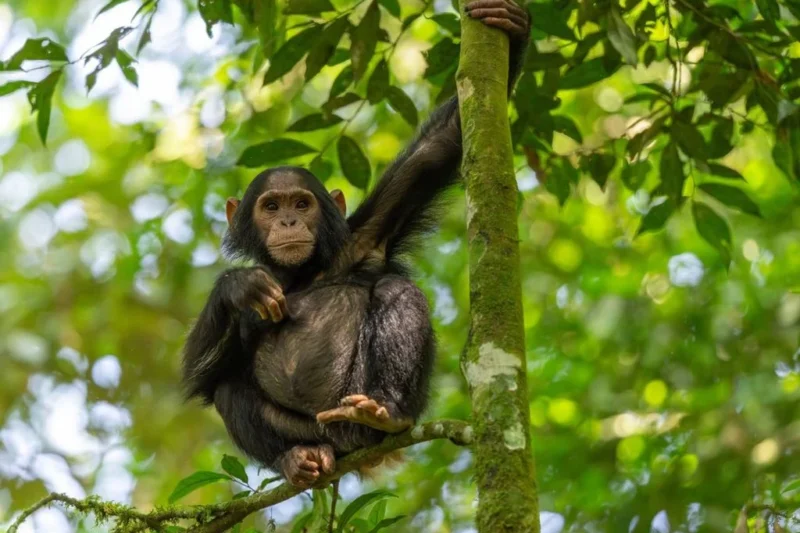 Cuando los Chimpancés Cambian de Opinión: Un Espejo de Nuestra Propia Mente